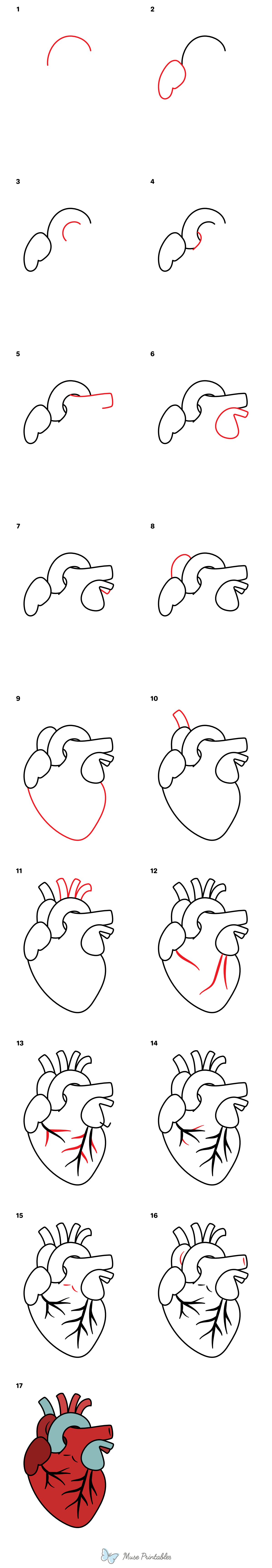 How to Draw a Human Heart - Printable Tutorial