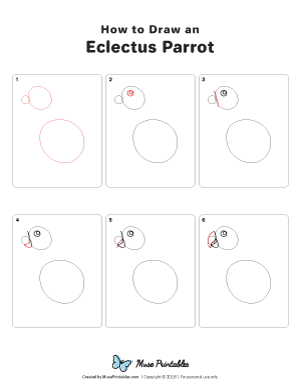 How to Draw an Eclectus Parrot