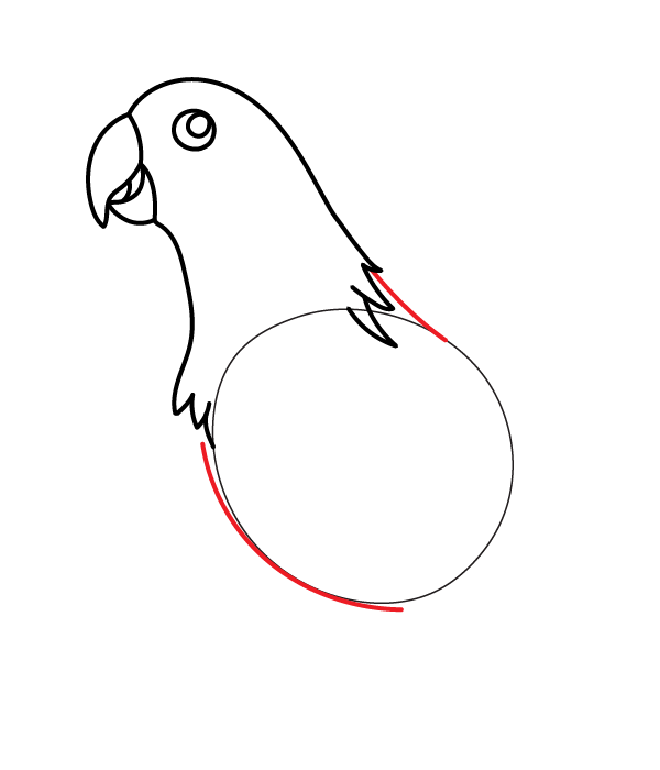 How to Draw an Eclectus Parrot - Step 10