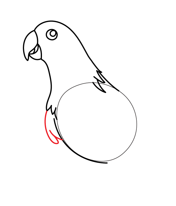 How to Draw an Eclectus Parrot - Step 11