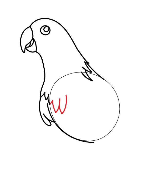 How to Draw an Eclectus Parrot - Step 12