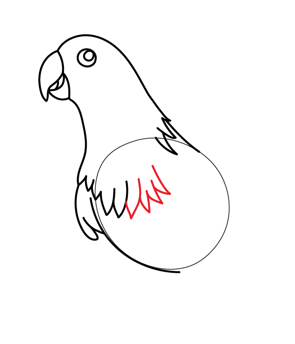 How to Draw an Eclectus Parrot - Step 13