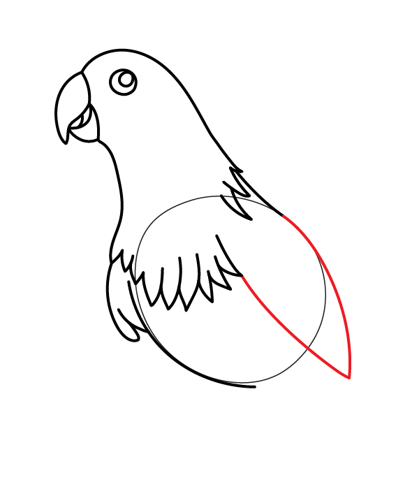 How to Draw an Eclectus Parrot - Step 14