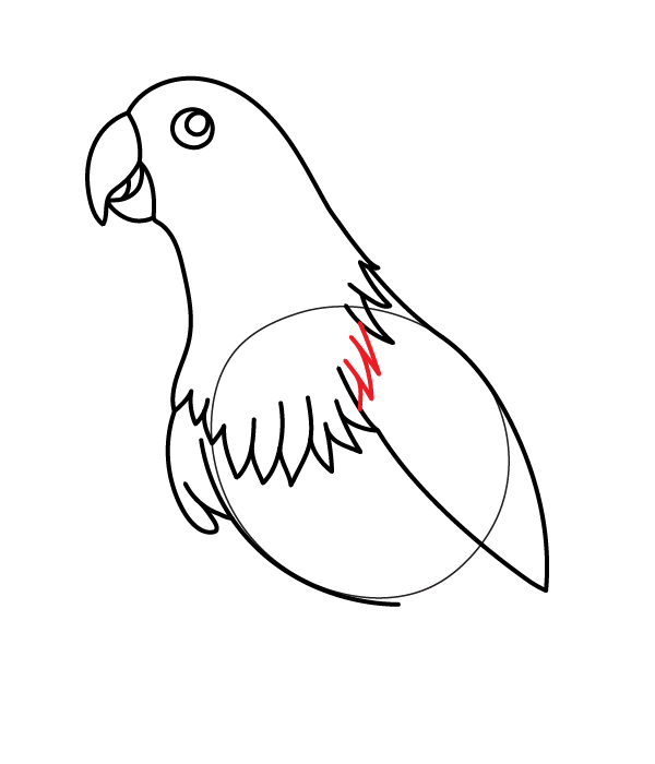 How to Draw an Eclectus Parrot - Step 15