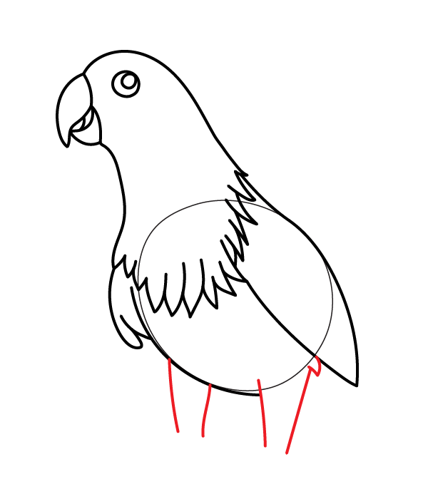 How to Draw an Eclectus Parrot - Step 16