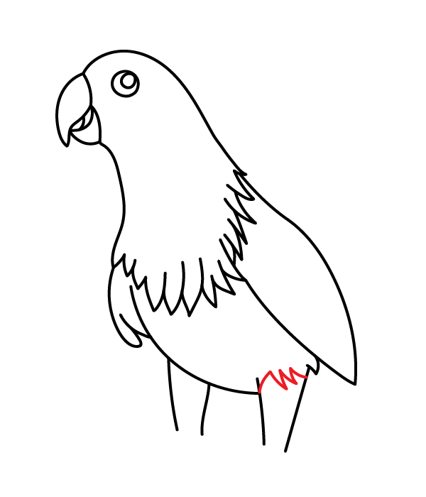 How to Draw an Eclectus Parrot - Step 18