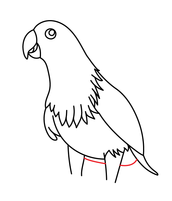 How to Draw an Eclectus Parrot - Step 20