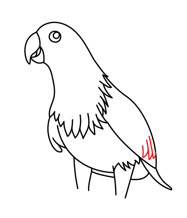 How to Draw an Eclectus Parrot - Step 21