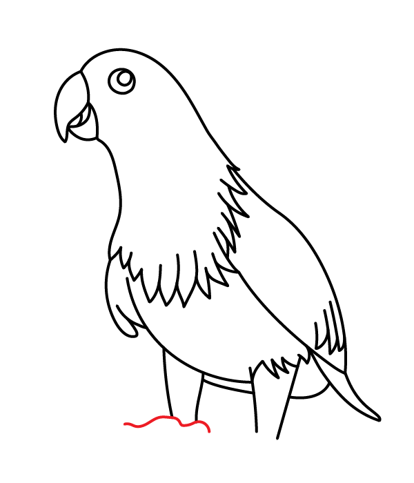 How to Draw an Eclectus Parrot - Step 22