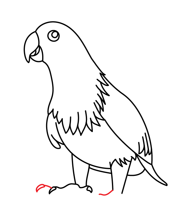 How to Draw an Eclectus Parrot - Step 24