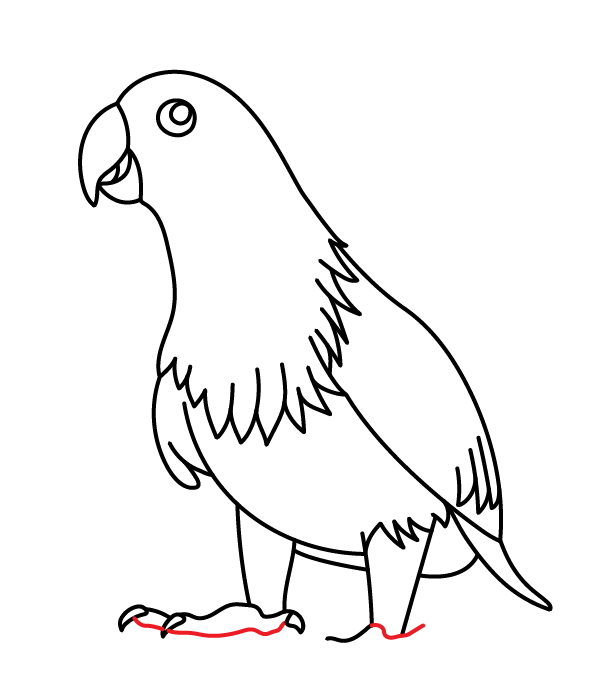 How to Draw an Eclectus Parrot - Step 25