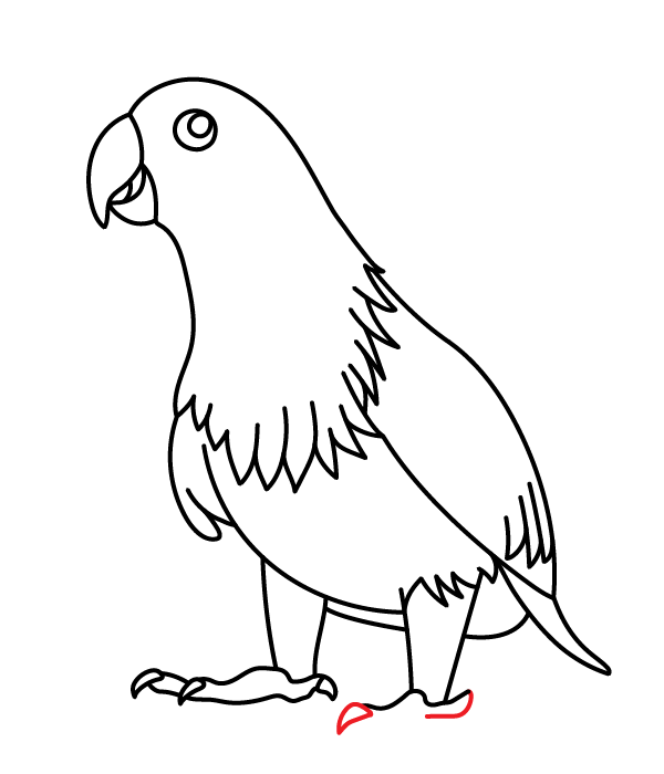 How to Draw an Eclectus Parrot - Step 26