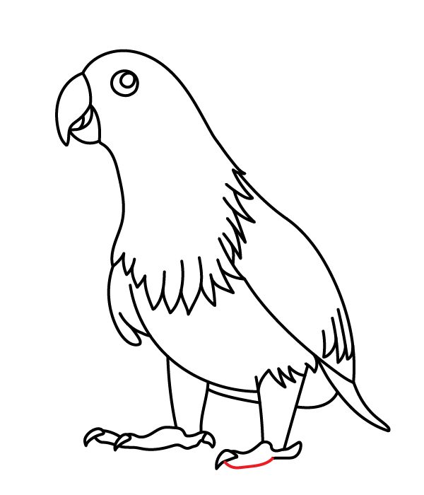 How to Draw an Eclectus Parrot - Step 27