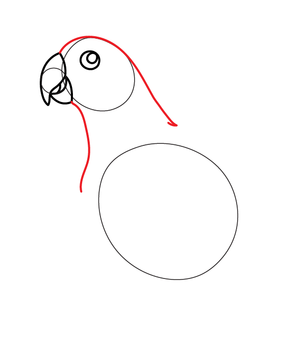 How to Draw an Eclectus Parrot - Step 7