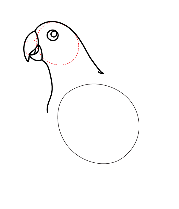 How to Draw an Eclectus Parrot - Step 8