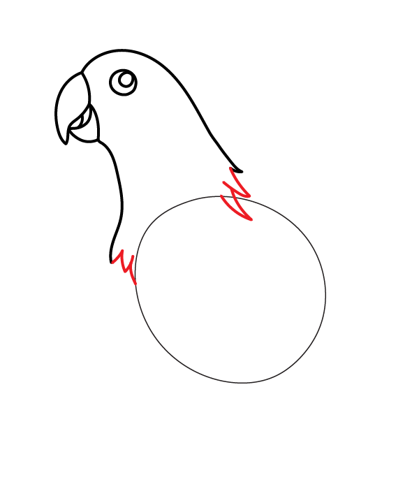 How to Draw an Eclectus Parrot - Step 9