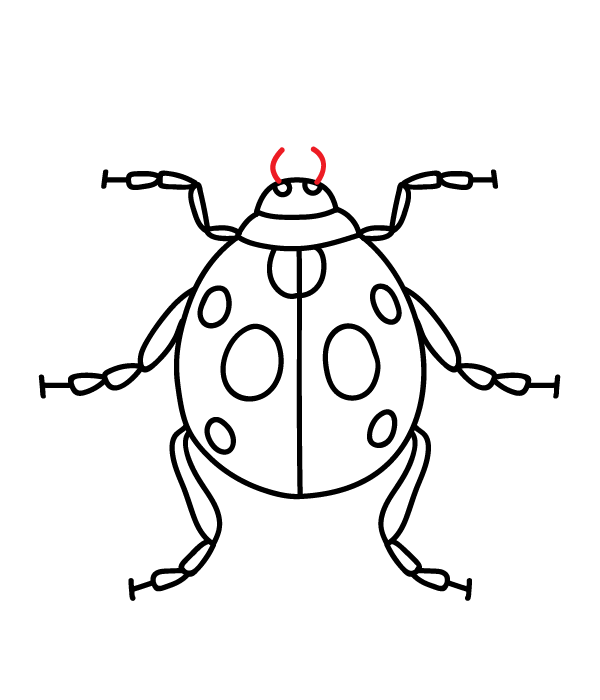 How to Draw a Ladybug - Step 16