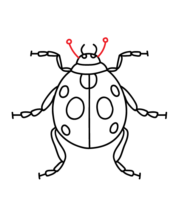 How to Draw a Ladybug - Step 17