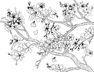 Cherry Blossom Adult Coloring Page