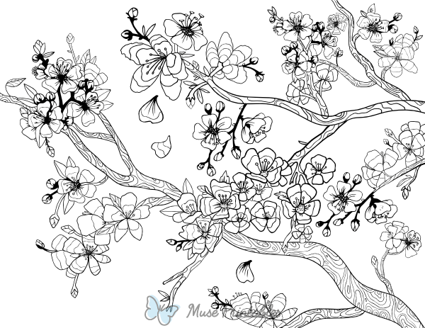 Cherry Blossom Adult Coloring Page