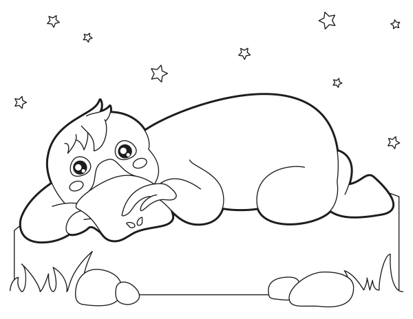 Download New Platypus Coloring Page - black wallpaper