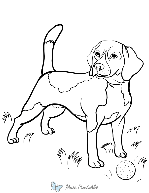 Beagle Coloring Page