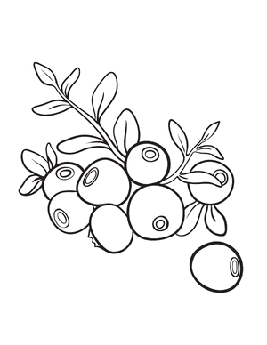 Blueberry Coloring Page