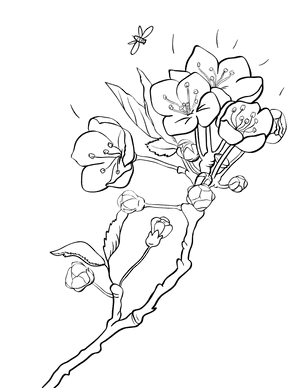 Cherry Blossom Coloring Page