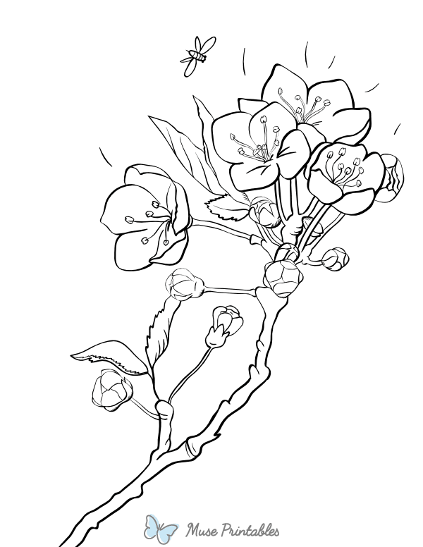 Cherry Blossom Coloring Page