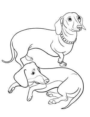 Dachshund Coloring Page