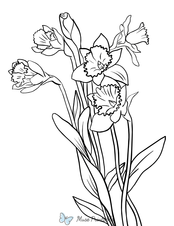 Daffodil Coloring Page