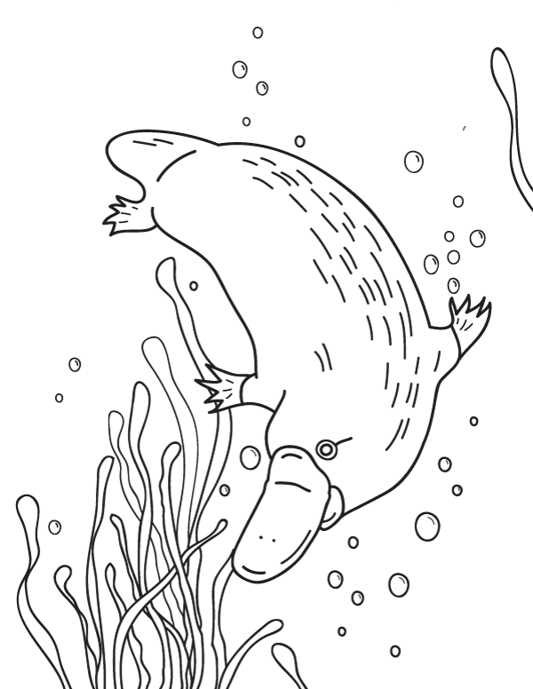 Download Printable Duck Billed Platypus Coloring Page