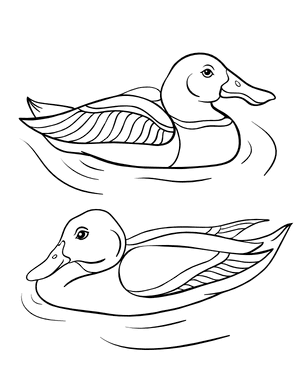 Ducks Coloring Page