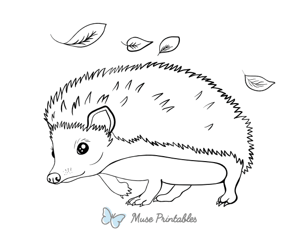 Hedgehog Coloring Page
