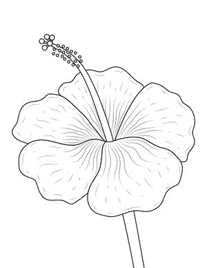 Hibiscus Coloring Page