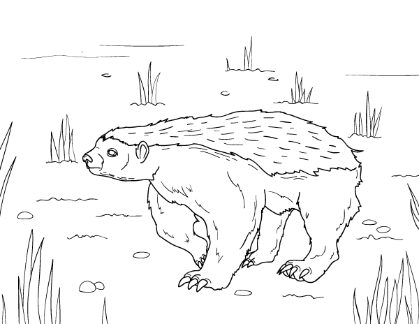 Honey Badger Coloring Page