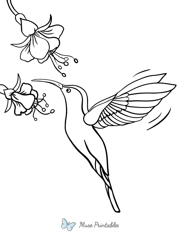 Hummingbird and Flowers Coloring Page