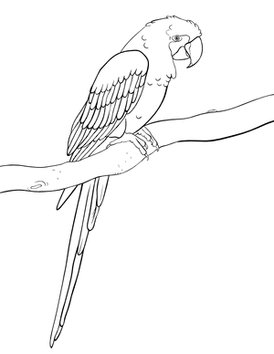 Macaw Coloring Page