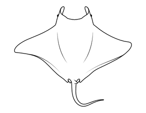 Manta Ray Top View Coloring Page