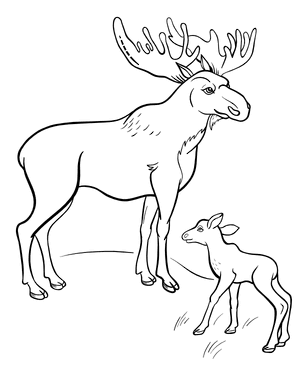 Moose Coloring Page