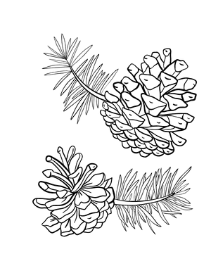 Pine Cone Coloring Page