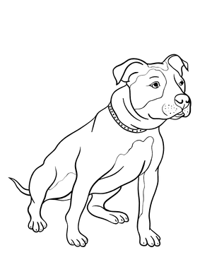 Pit Bull Coloring Page