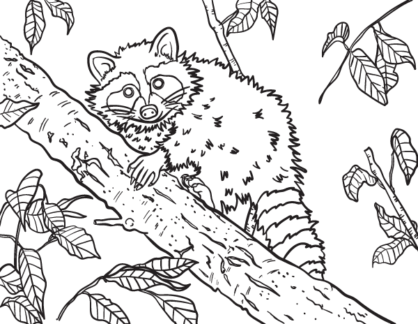 cute raccoon coloring page