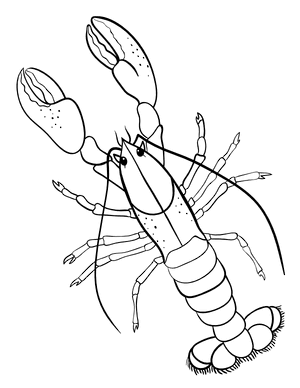 Realistic Lobster Coloring Page