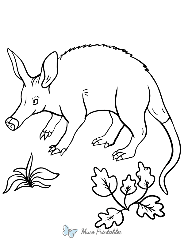 Standing Aardvark Coloring Page