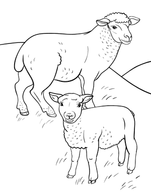 Two Sheep Coloring Page