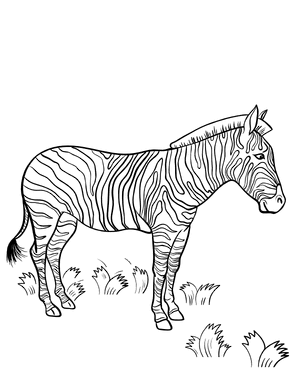 Zebra Coloring Page