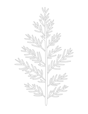 Juniper Leaf Shape Outline Craft Template Printable