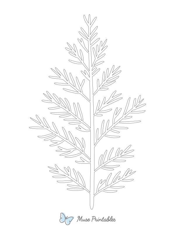 Juniper Leaf Shape Outline Craft Template