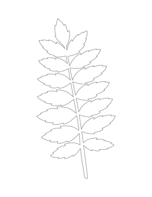 Rowan Leaf Shape Outline Craft Template Printable